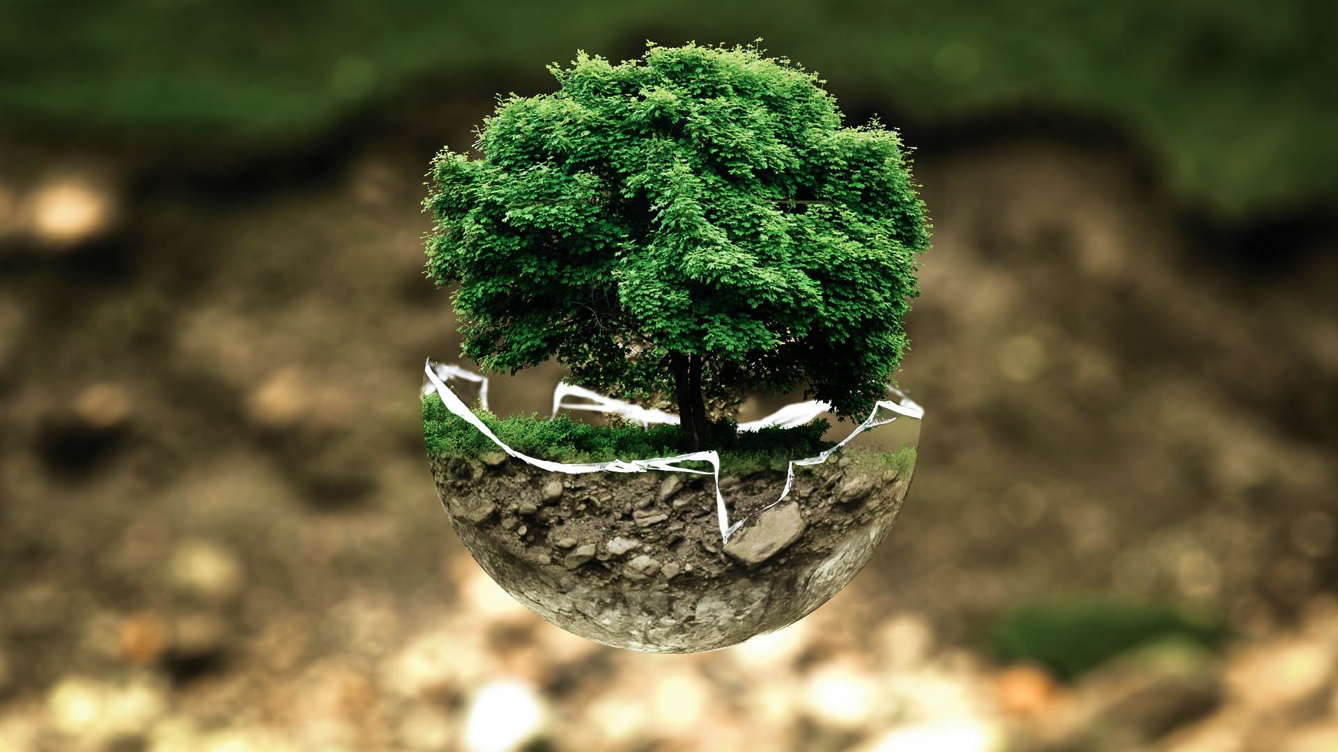 miniature tree inside glass bowl