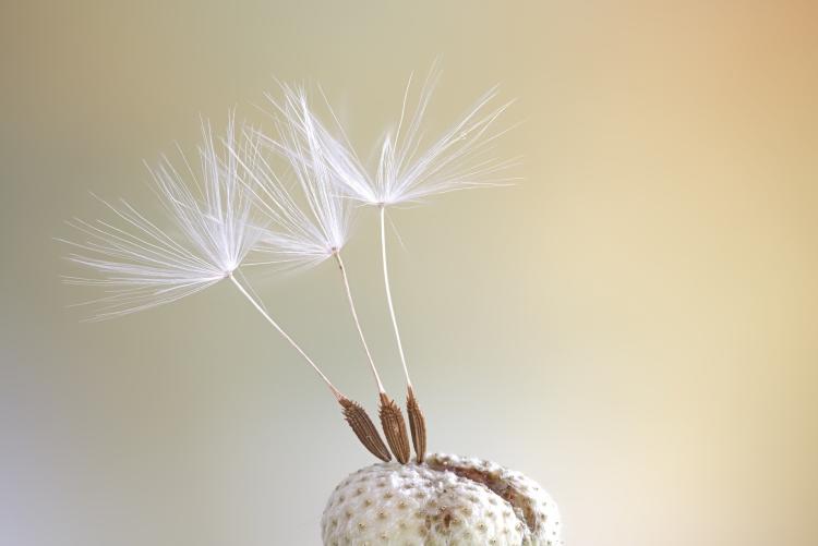 dandelion seeds