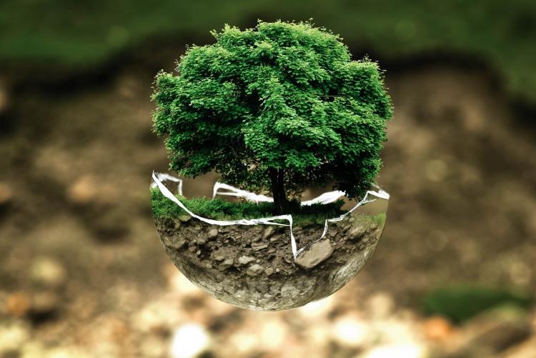 miniature tree inside glass bowl