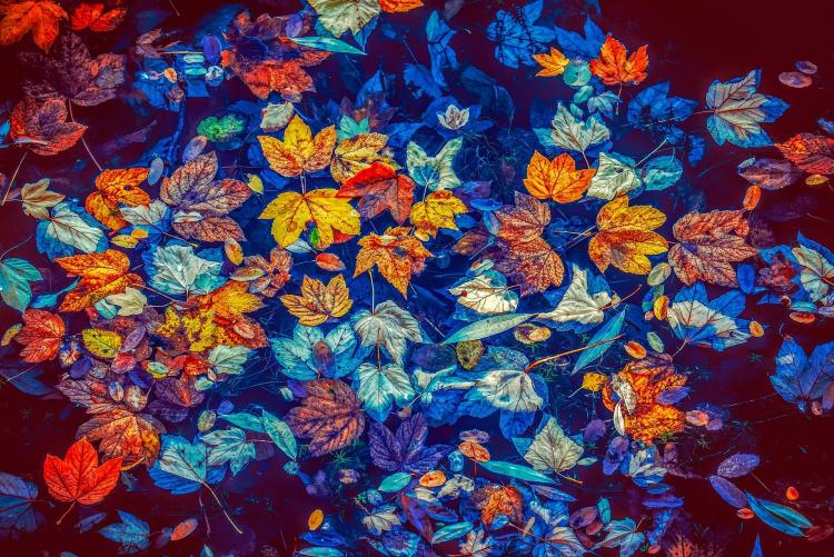 fall leaves in pond