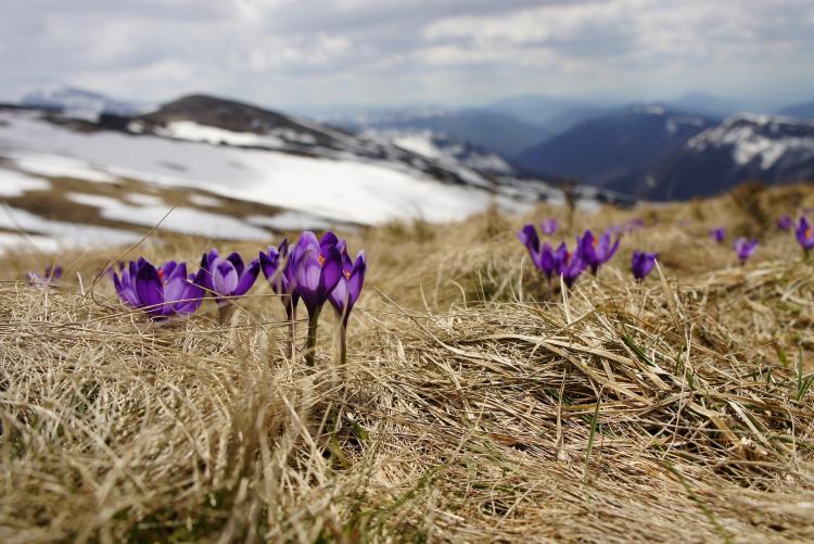 crocus