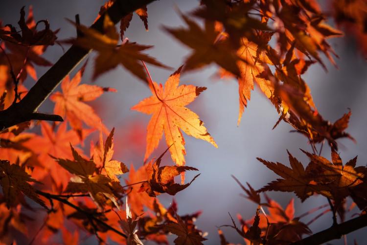 japanese maple leaf