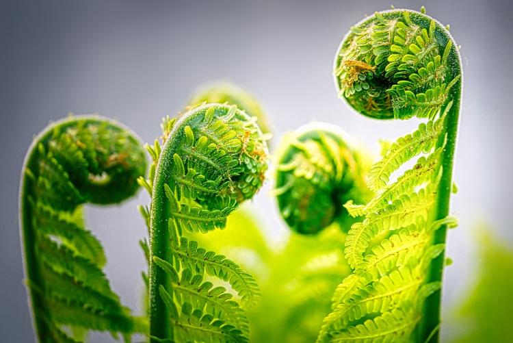 fern sprouts