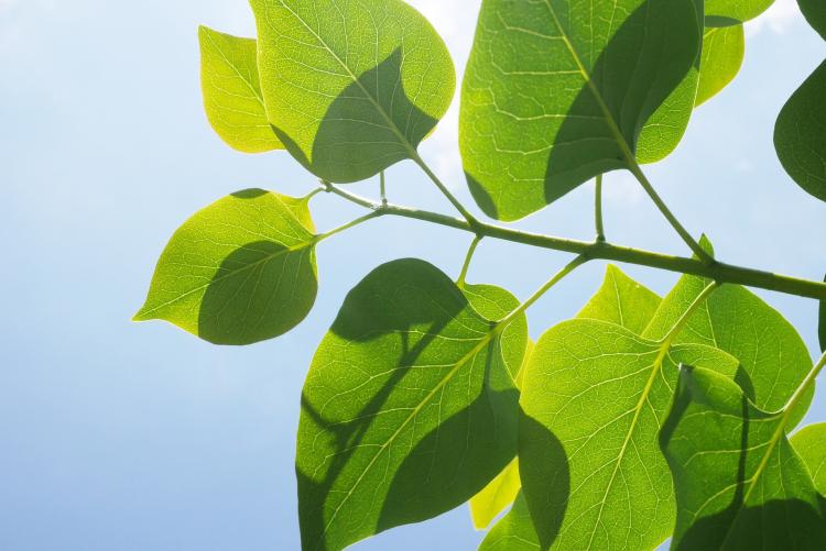 green tree leaves against a blue sky