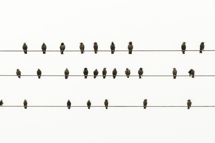 birds sitting on phone wires