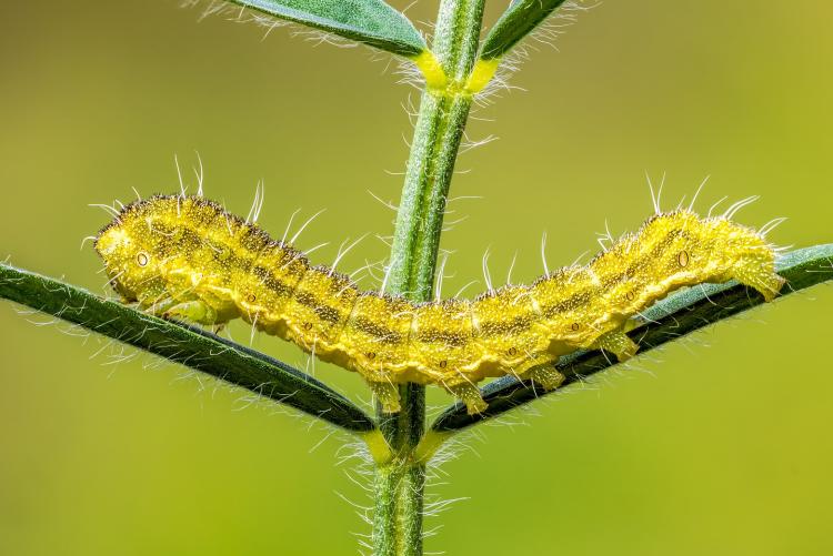 caterpillar crawling across two leaves