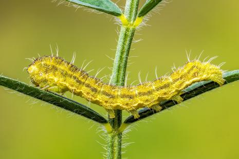 caterpillar crawling across two leaves