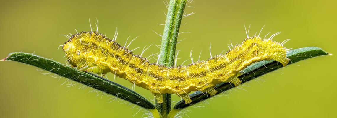 caterpillar crawling across two leaves