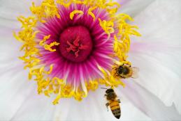 bees and flower