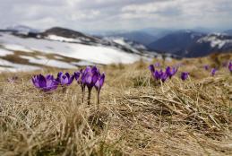 crocus